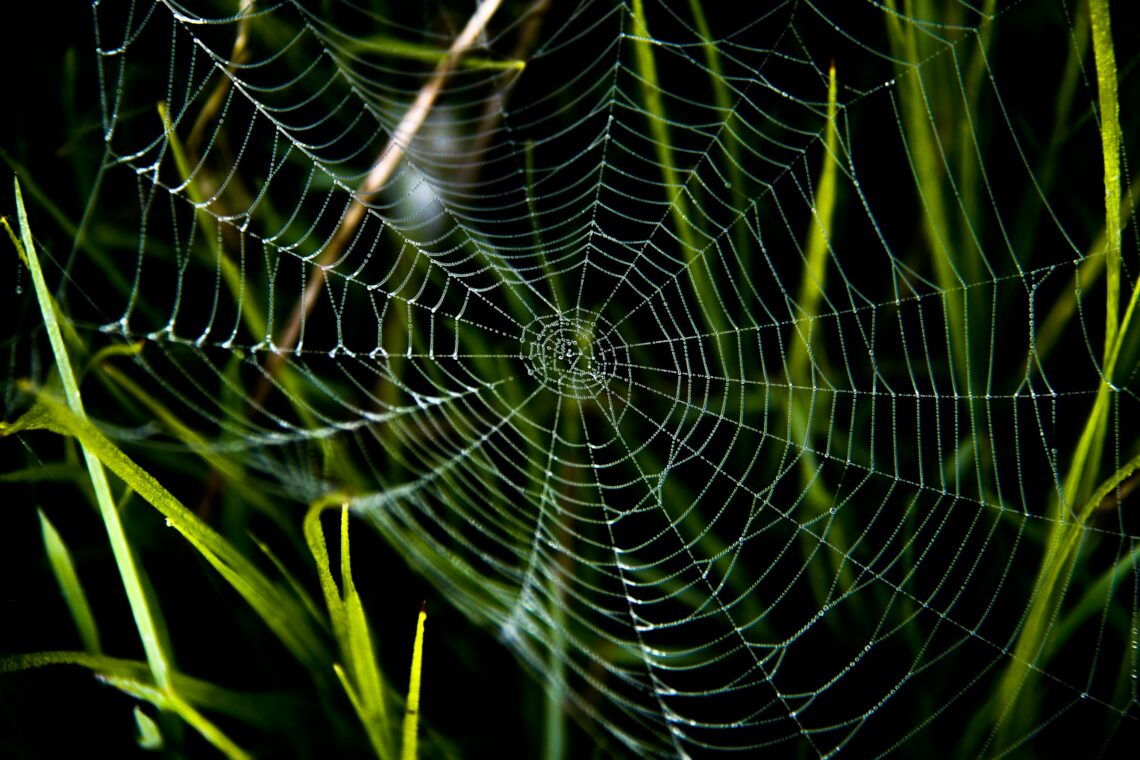 trap spider web