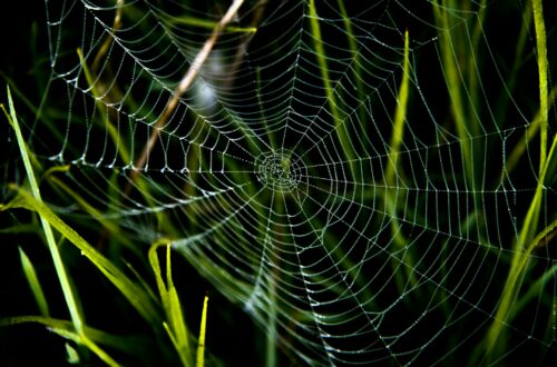 trap spider web