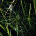 trap spider web